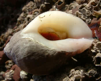 A Dog Whelk